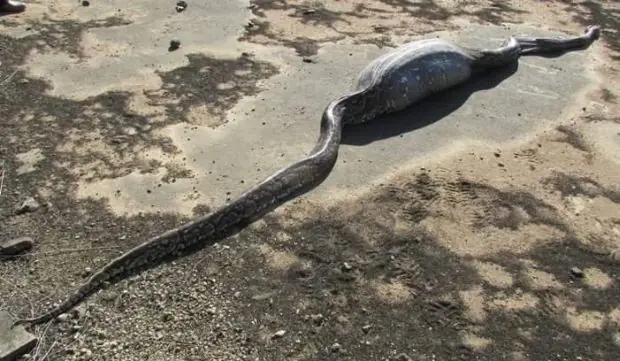 Pitón fue encontrada muerta en sudáfrica. Y no te imaginas