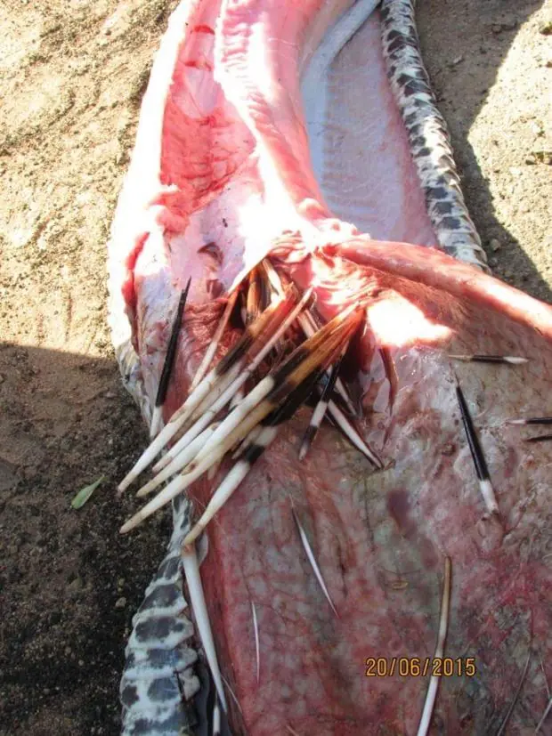Pitón fue encontrada muerta en sudáfrica. Y no te imaginas