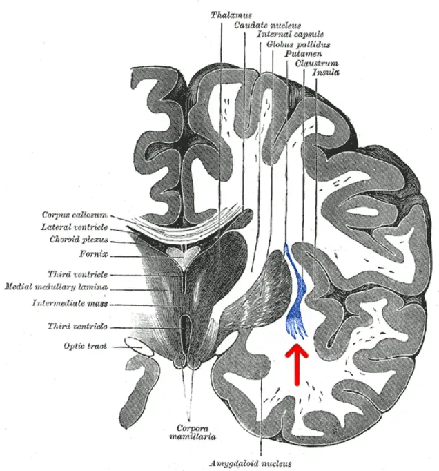 neurona neurona
