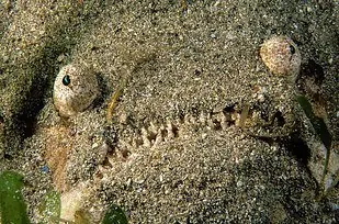 Criaturas espeluznantes muestran que el océano es aterrador Criaturas espeluznantes muestran que el océano es aterrador
