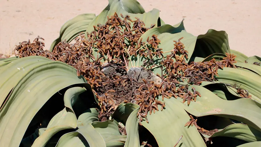 Desvelan misterio evolutivo de aparición de la primera flor
