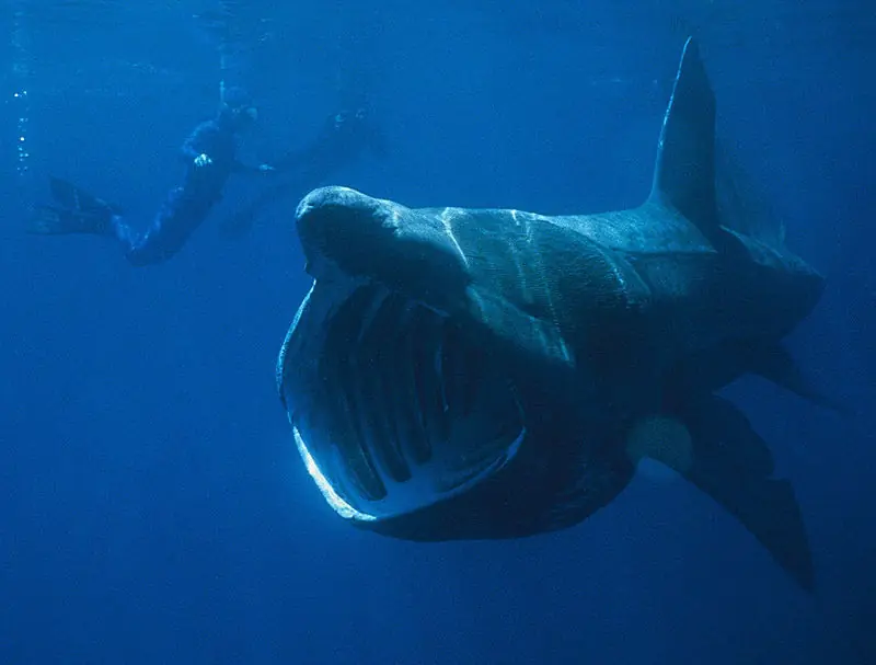 Los 7 tiburones mas grandes del oceano