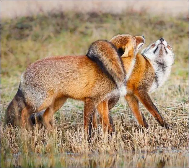 linces