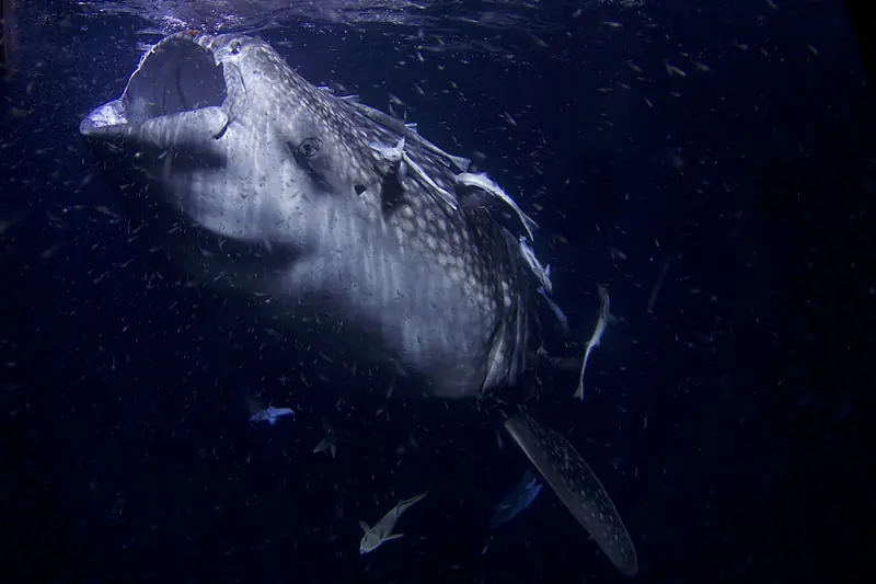 Tiburones mas grandes del mundo