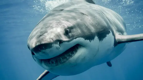 los tiburones mas grandes del mundo