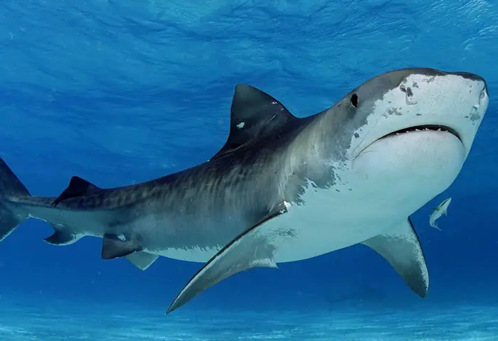 Los 7 Tiburones mas grandes del mundo