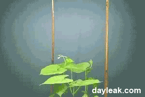 Vení, aprendé un poco con estos gifs