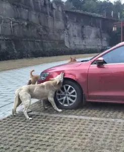 perro