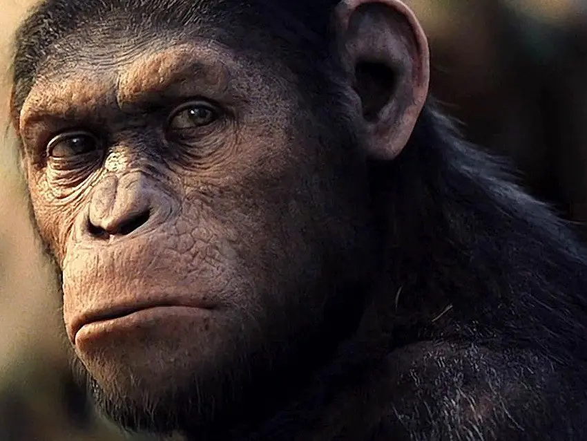 4 Híbridos Humano-Chimpancé (Humancé)