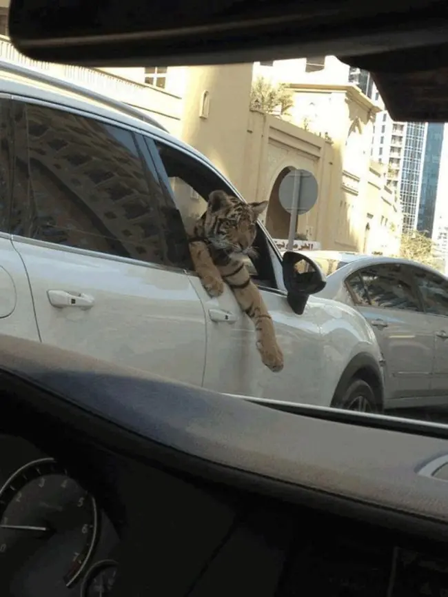 cosas increibles en dubai
