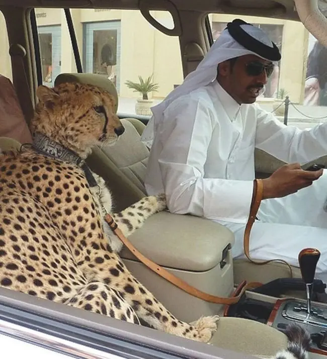 18 Cosas increíbles solo posibles en Dubái