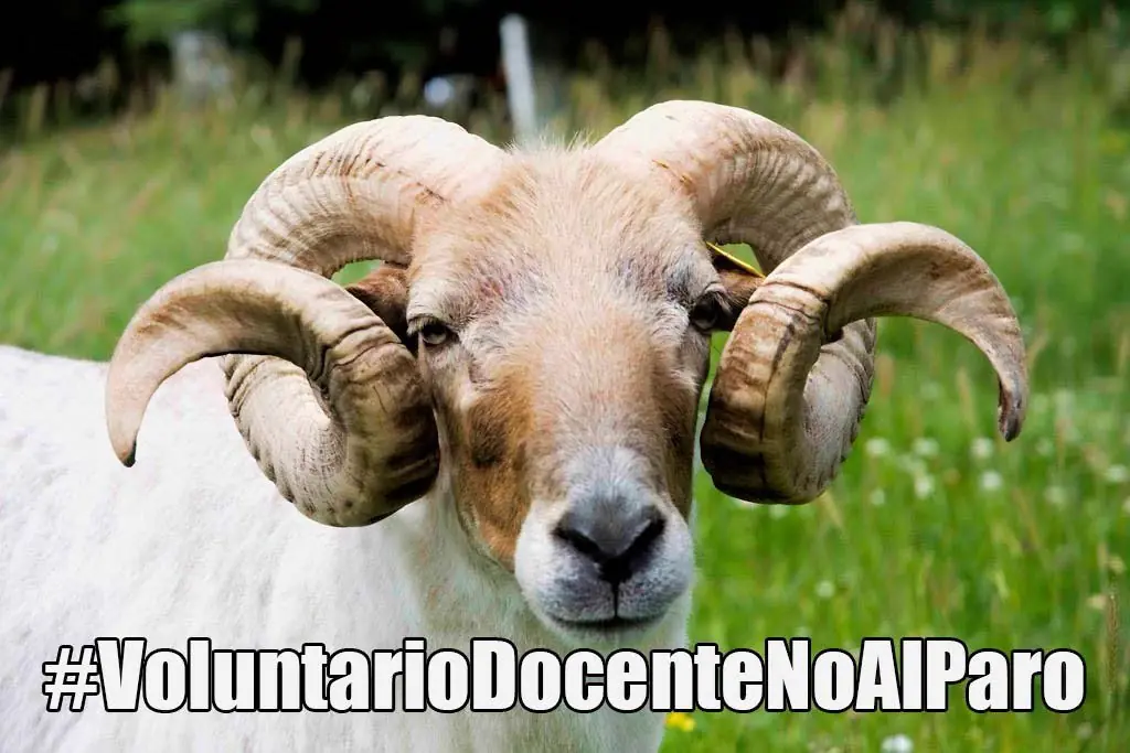 FuerzaDocentes