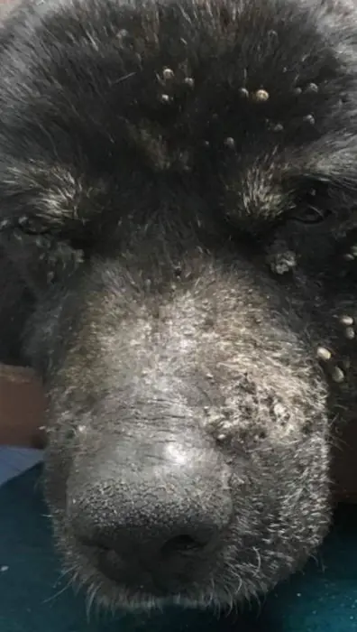 perro