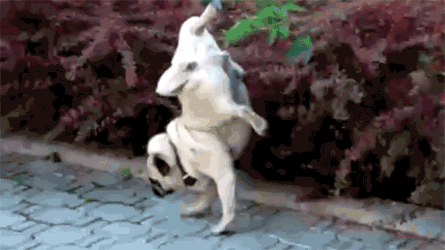 perro