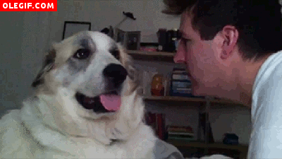 perro