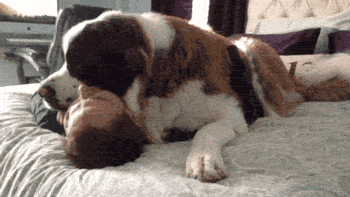 perro