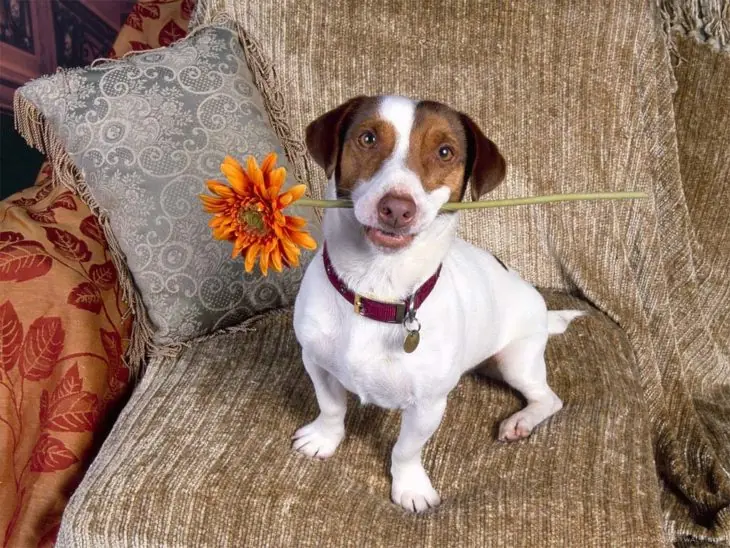 21 razones por las que estás agradecido de tener un perro