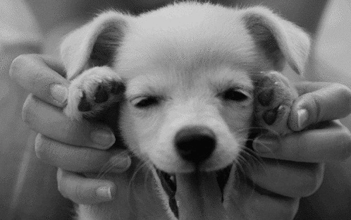 21 razones por las que estás agradecido de tener un perro