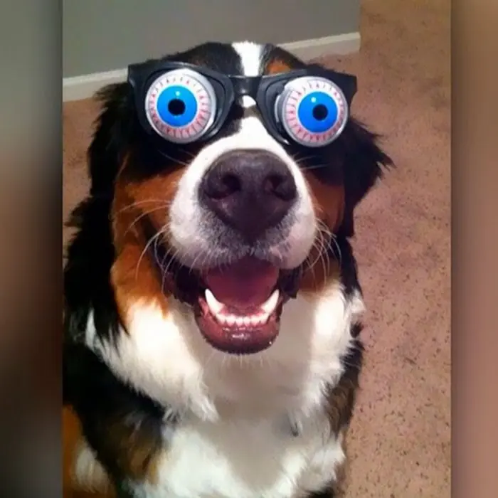 21 razones por las que estás agradecido de tener un perro