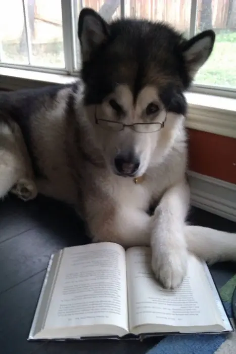 perro