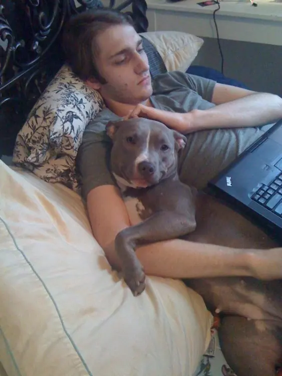 Pitbulls