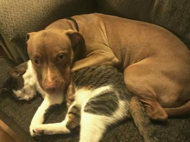 Pitbulls