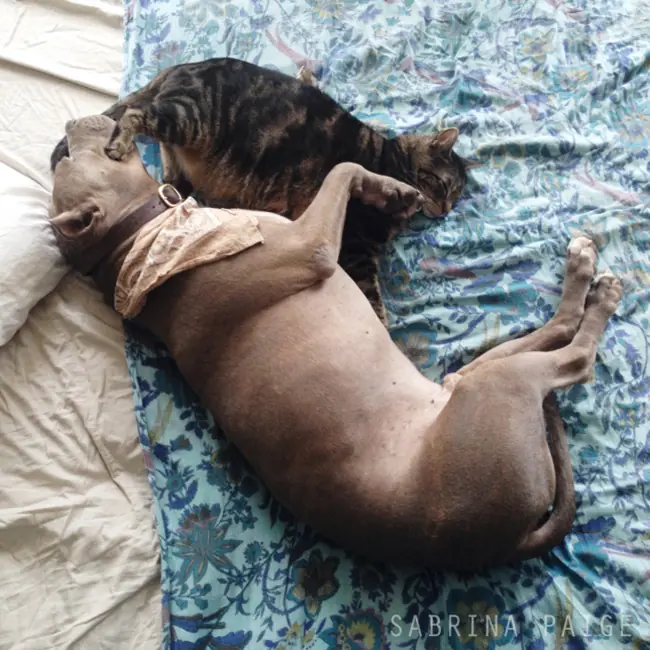 20 Razones que desmienten que los pitbulls son violentos