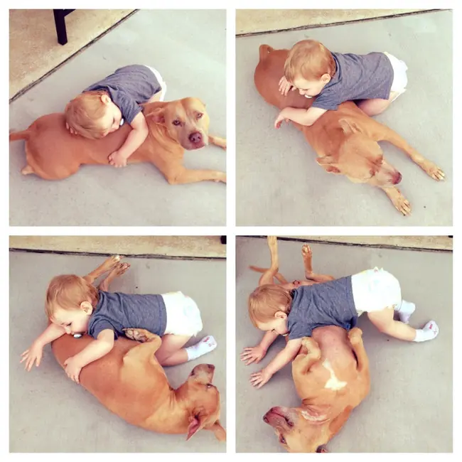 Pitbulls