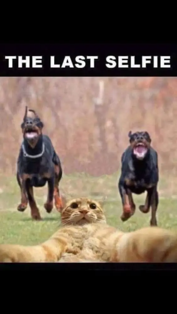 humor
