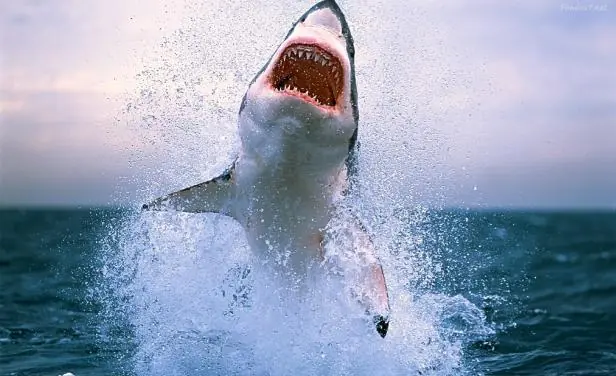tiburones