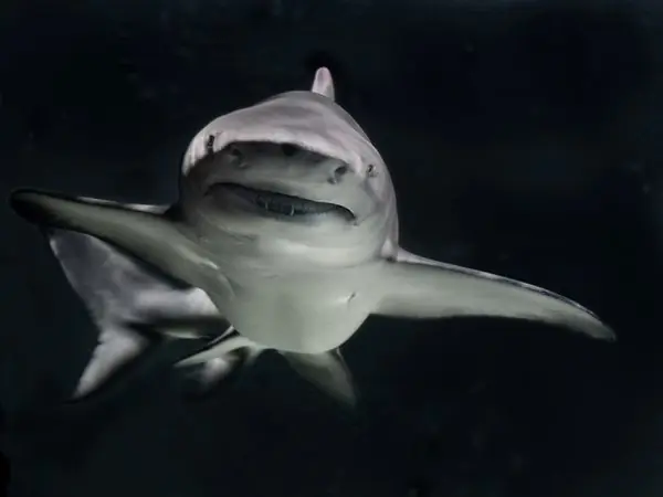 Que sabemos acerca de los tiburones?