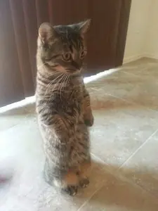 Estos gatos quisieron estar de pie para conocer más al mundo