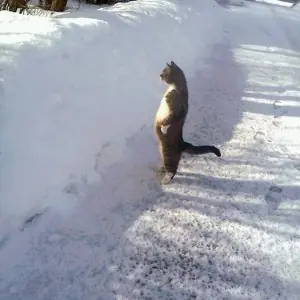 Estos gatos quisieron estar de pie para conocer más al mundo