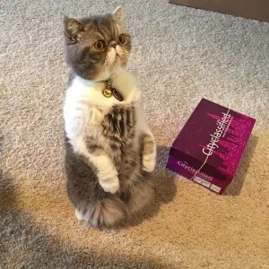 estos gatos