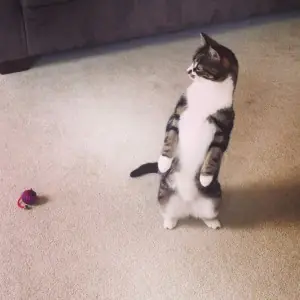 estos gatos