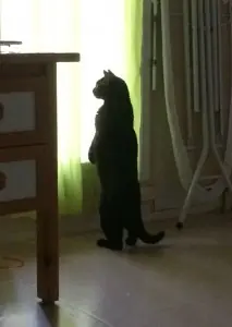 Estos gatos quisieron estar de pie para conocer más al mundo