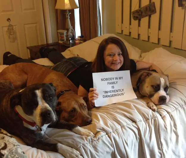 20 Razones Que Desmienten Que Los Pitbulls Son Violentos