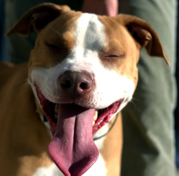 20 Razones Que Desmienten Que Los Pitbulls Son Violentos