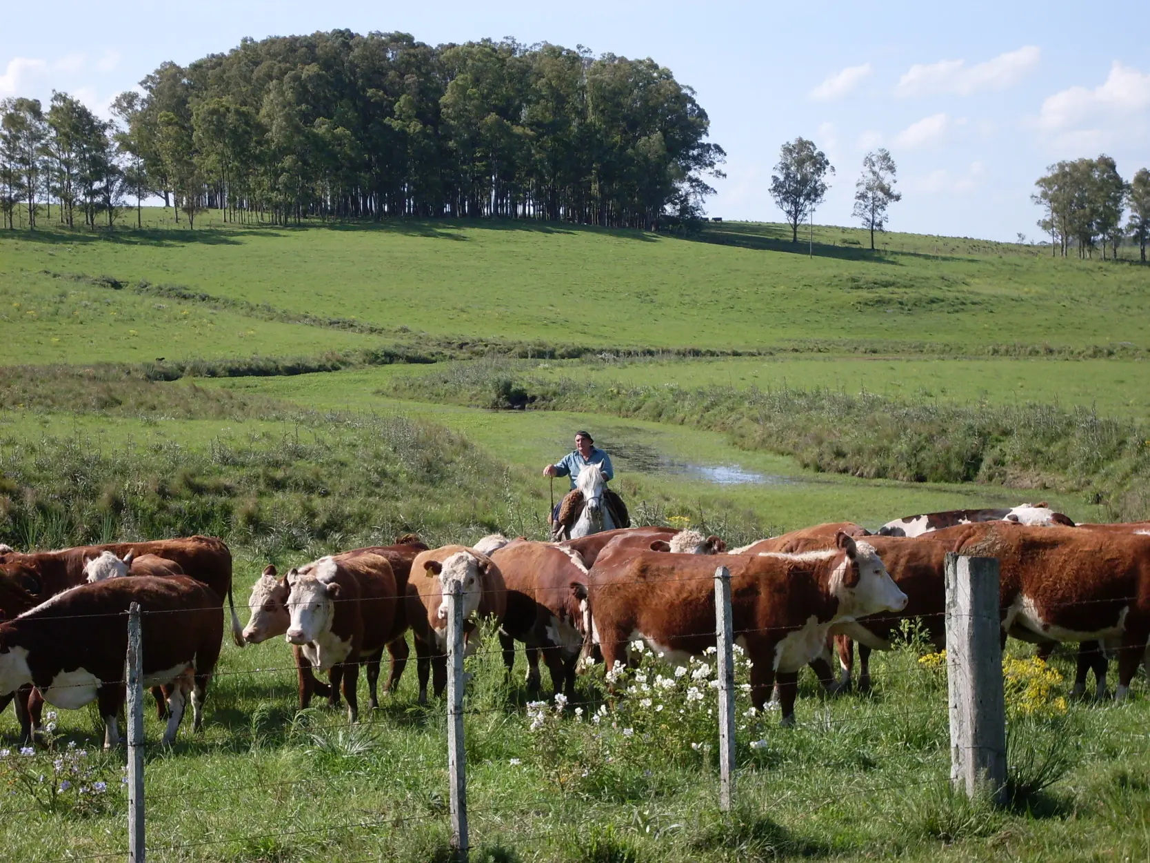 La belleza de los Pampas en sur de Brasil
