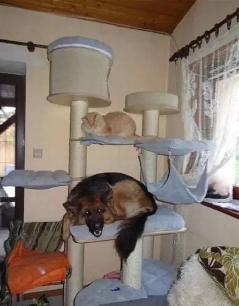 quever