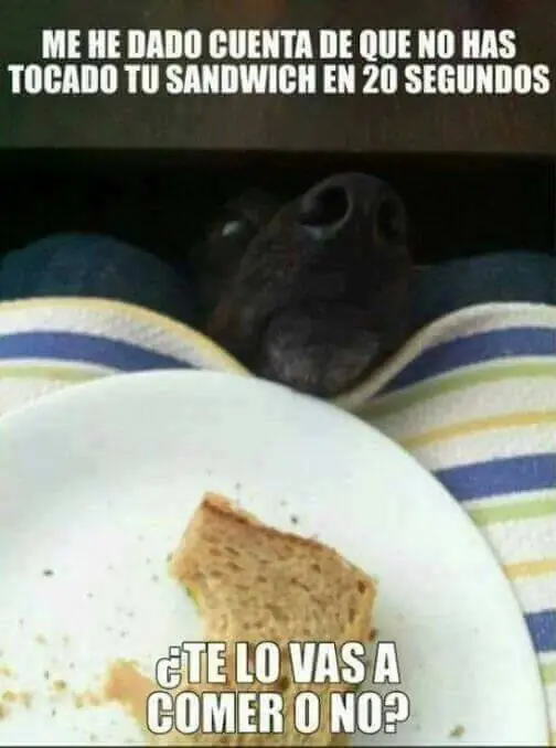 Pero mirate estas imagenes de Humor Papa