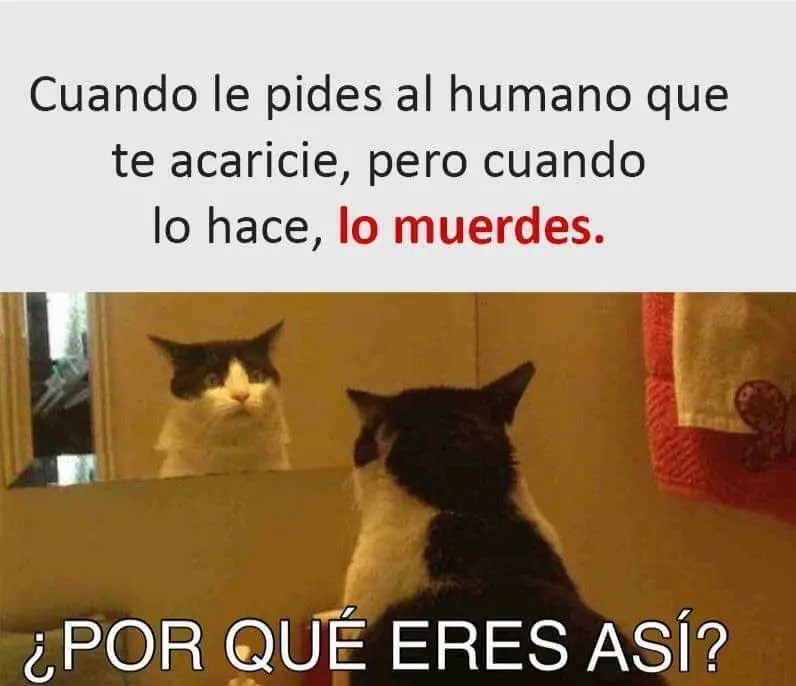 Pero mirate estas imagenes de Humor Papa