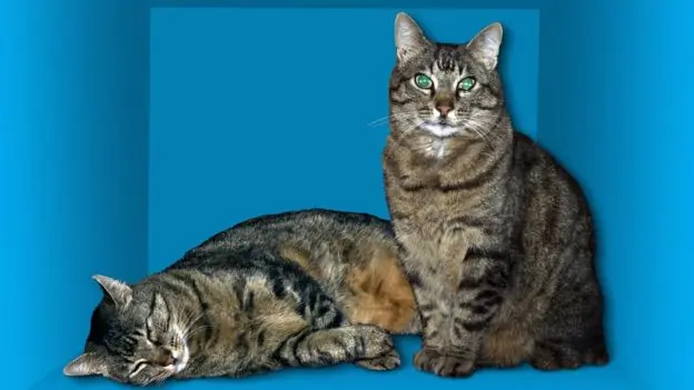gatos