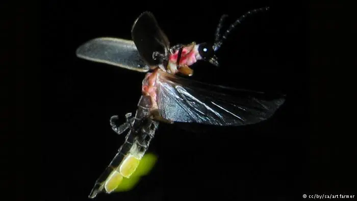 bioluminiscencia