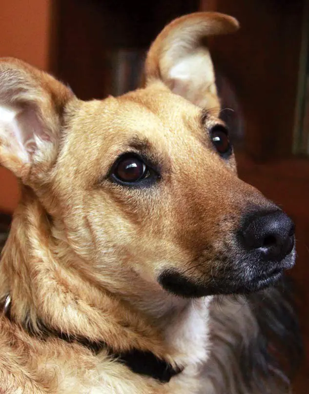 Violaron un perro y te lo cuento. Pasá rufian. Resumen lvl5