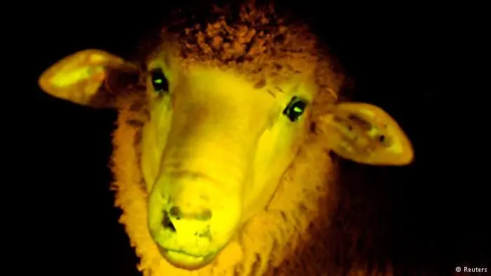 en Animales