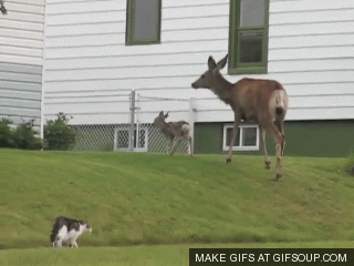 12 GIFs que la rompieron +10 si te da risa #22