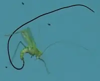 Ateos