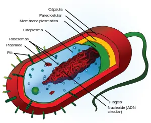 Celulas.