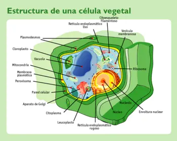 Celulas.